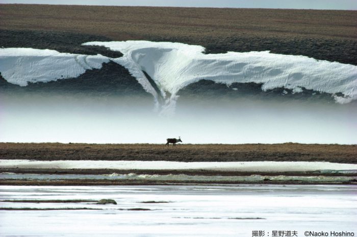 【WEB予約制】写真展 星野道夫「悠久の時を旅する」